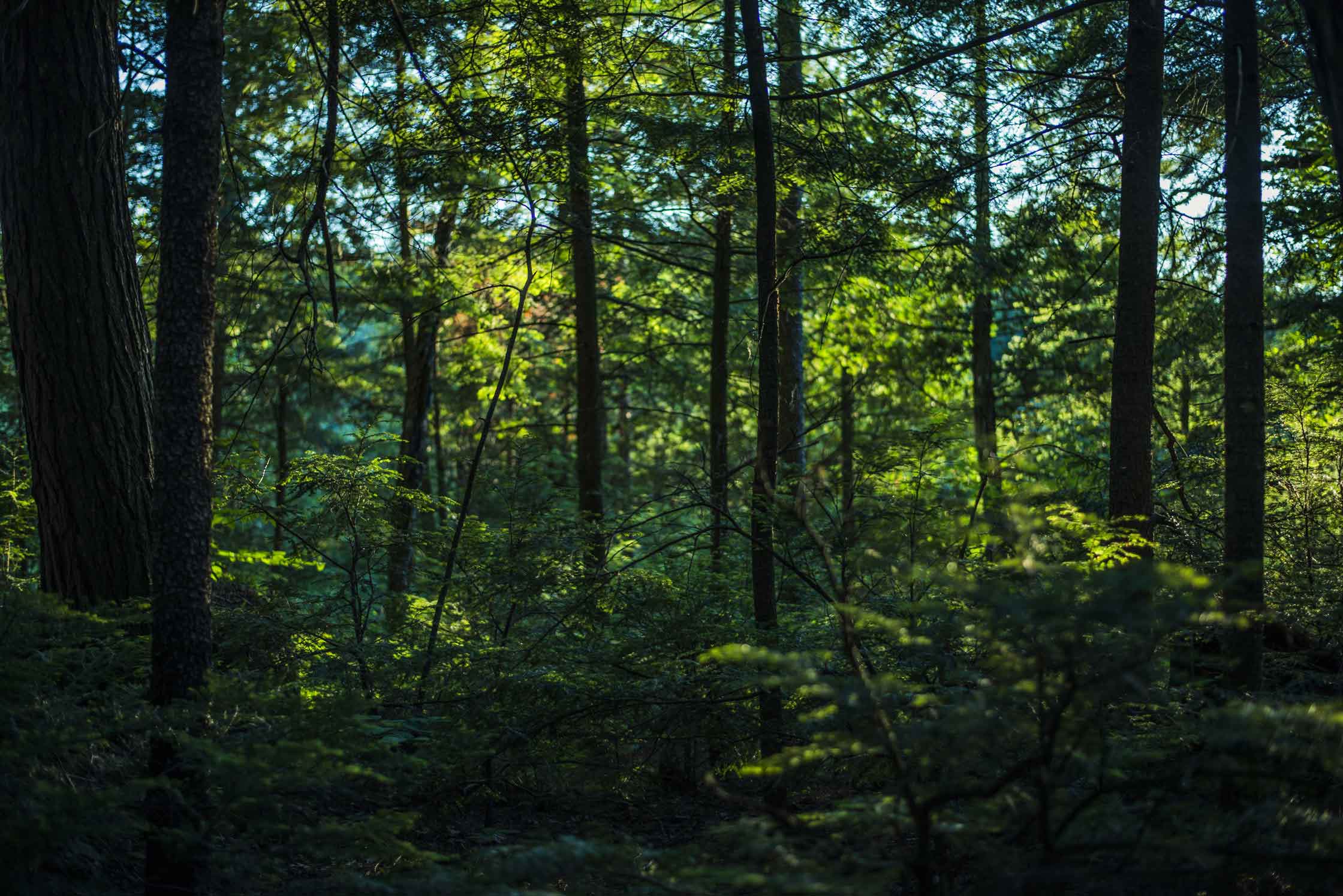 A picture of a thick forest.