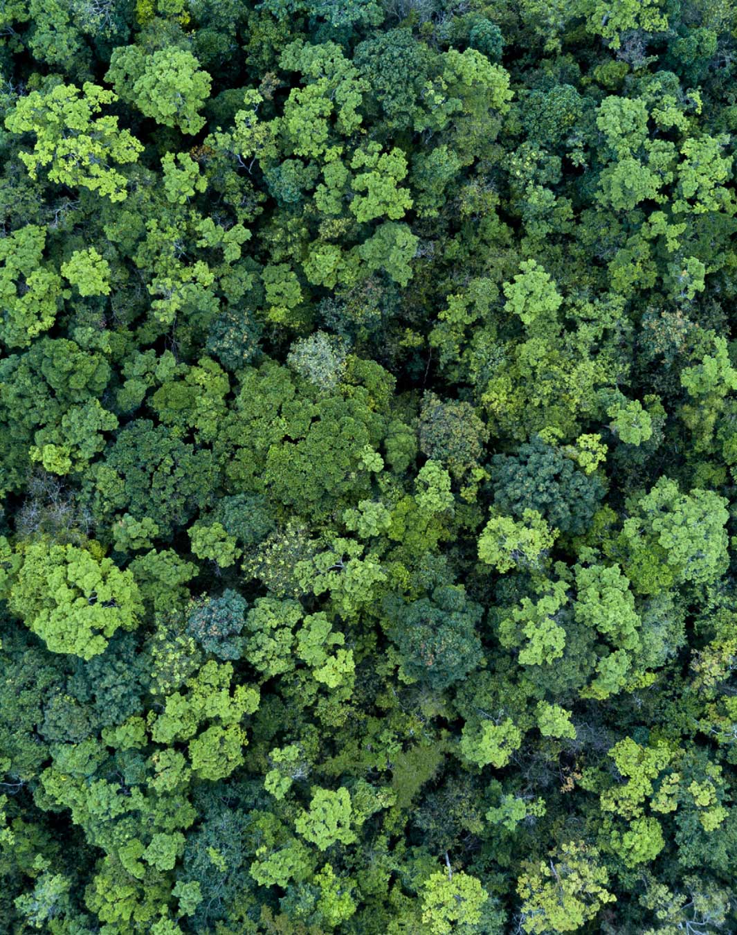A forest canopy.