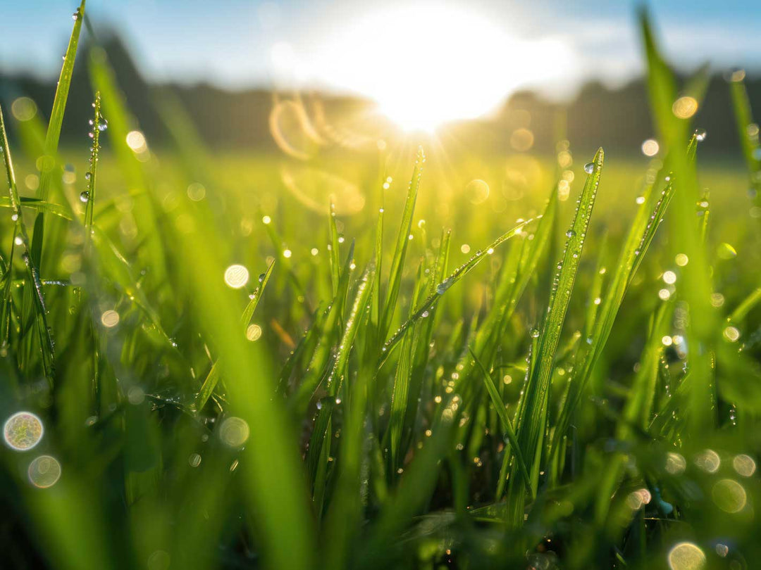 A picture of wet grass with the sunshine behind.