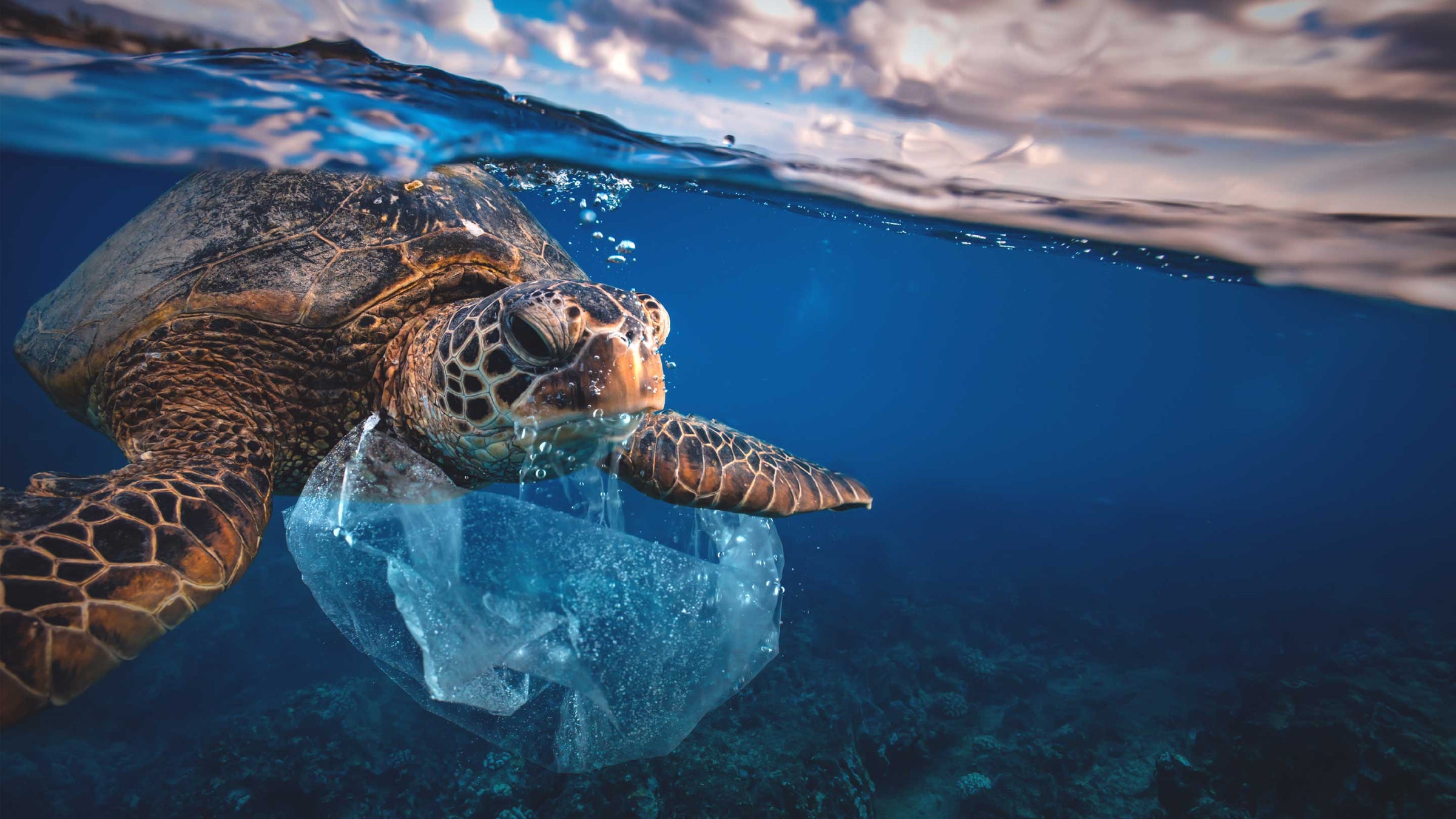 A picture of a turtle swimming in litter with a plastic bag wrapped around it.